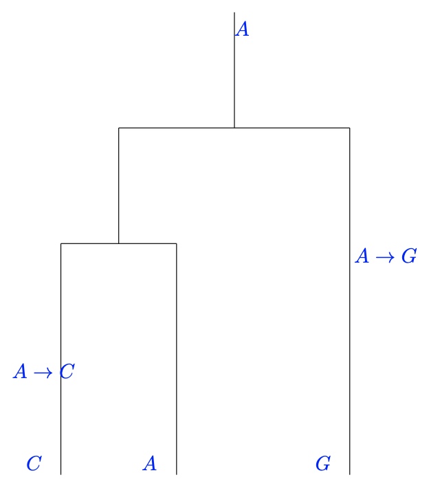 A Coalescent Graph